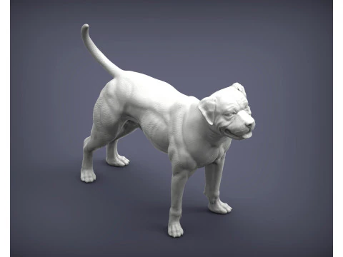 American bulldog 3D Print Model
