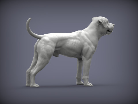 American bulldog 3D प्रिंट मॉडल