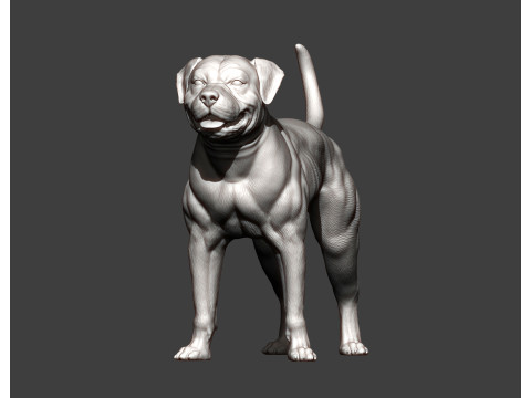 American bulldog 3D प्रिंट मॉडल
