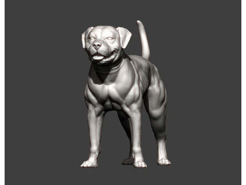 American bulldog 3D Print Model