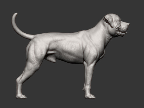 American bulldog 3D प्रिंट मॉडल