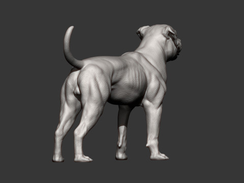 American bulldog 3D प्रिंट मॉडल