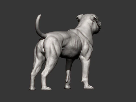 American bulldog 3D Print Model