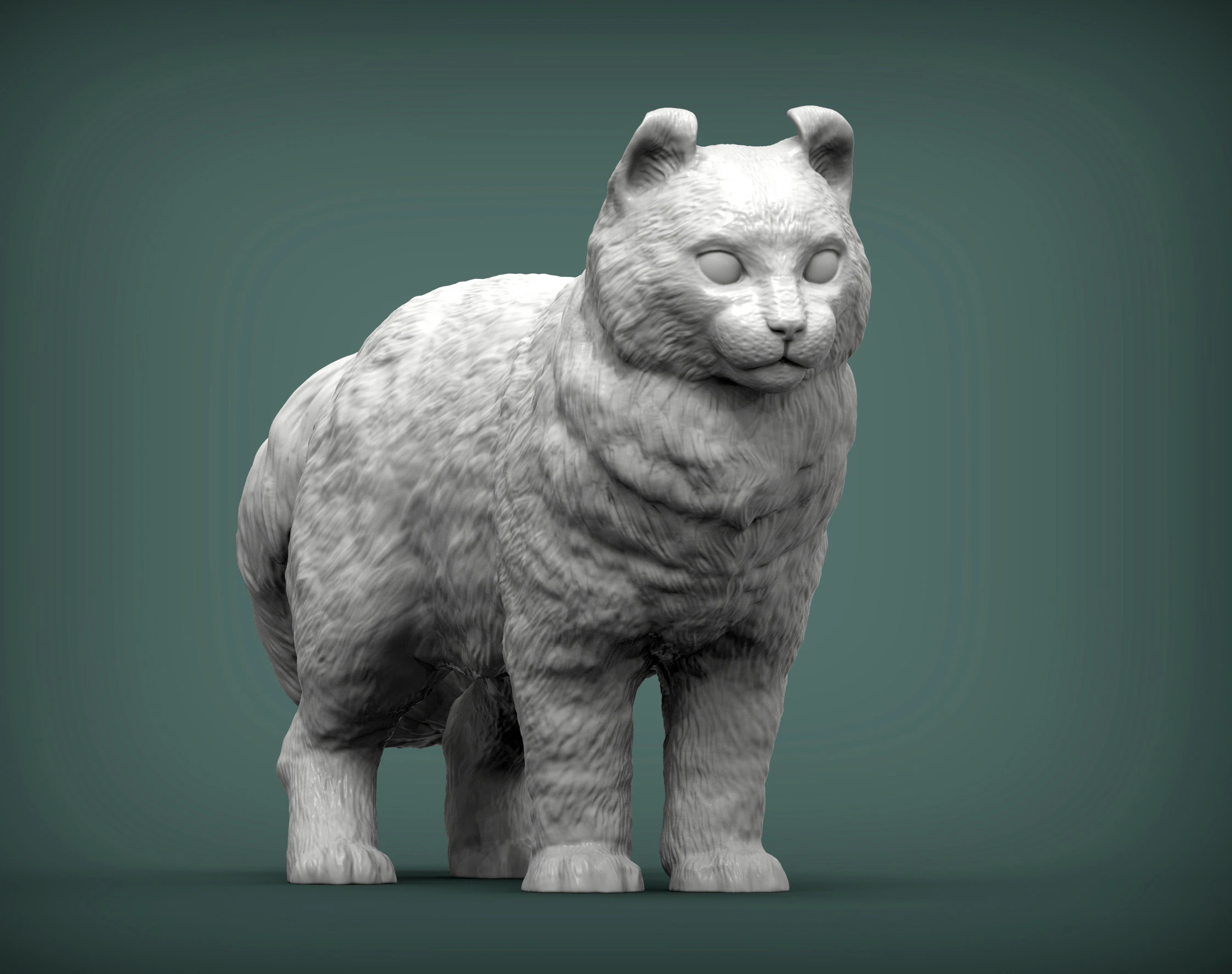 American curl 3D Print Model .c4d .max .obj .3ds .fbx .stl .blend 