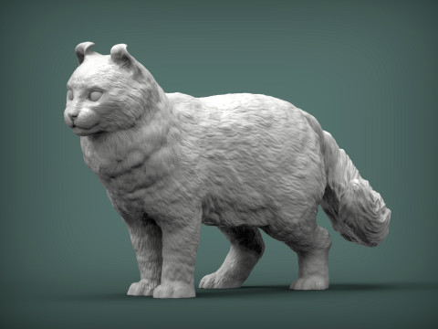 American curl 3D Baskı Modeli