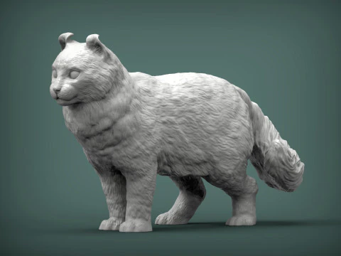 American curl 3D Print Model
