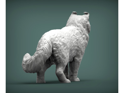 American curl 3D Baskı Modeli