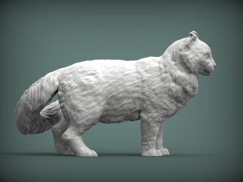 American curl 3D Baskı Modeli