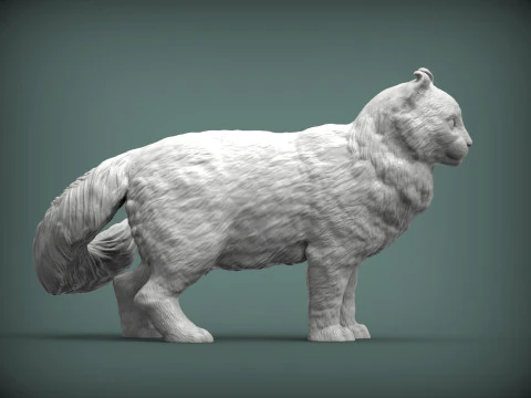 American curl 3D Print Model