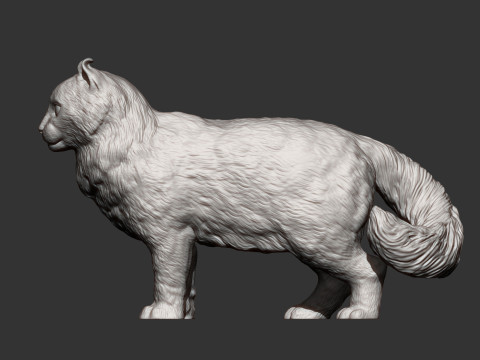 American curl 3D Baskı Modeli