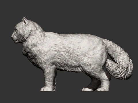 American curl 3D Print Model