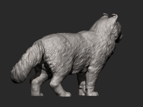 American curl 3D Baskı Modeli