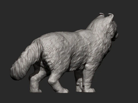 American curl 3D Print Model