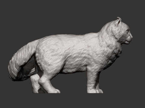 American curl 3D Baskı Modeli