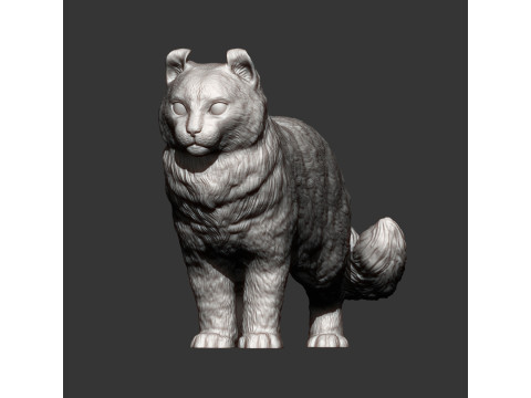 American curl 3D Baskı Modeli