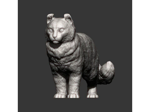 American curl 3D Print Model