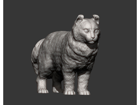 American curl 3D Baskı Modeli
