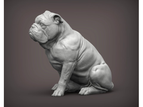 English bulldog 3D Принт Модель
