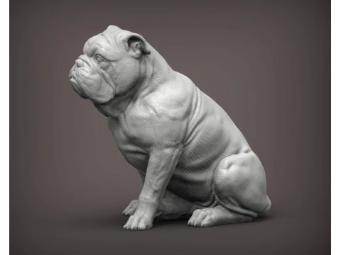 English bulldog 3D Print Model