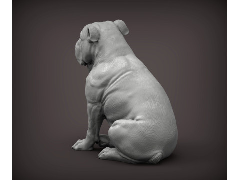 English bulldog 3D Принт Модель