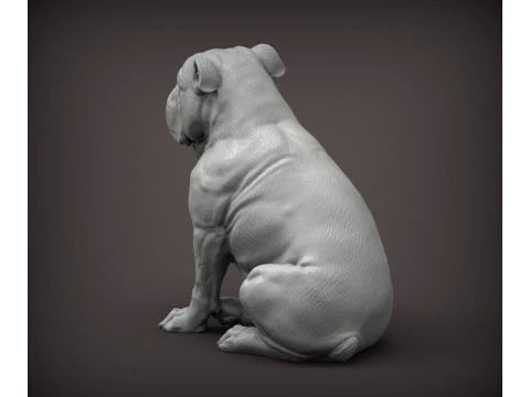 English bulldog 3D Print Model