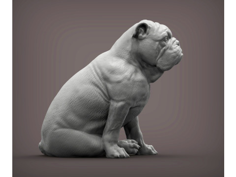 English bulldog 3D Принт Модель