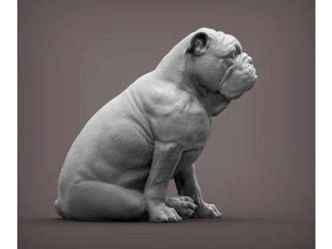 English bulldog 3D Print Model