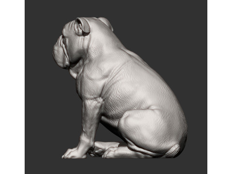 English bulldog 3D Принт Модель