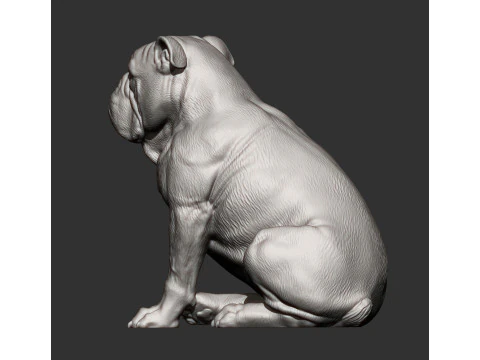 English bulldog 3D Print Model