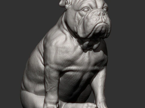 English bulldog 3D Print Model