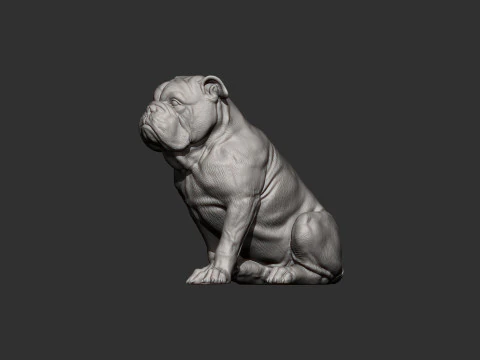 English bulldog 3D Print Model