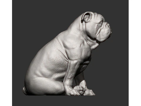 English bulldog 3D Print Model