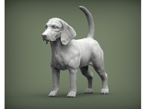 Beagle dog 3D Print Model