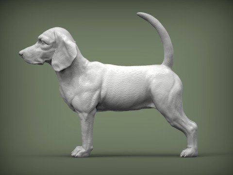 Beagle dog 3D 打印模型