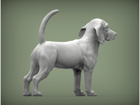 Beagle dog 3D 打印模型