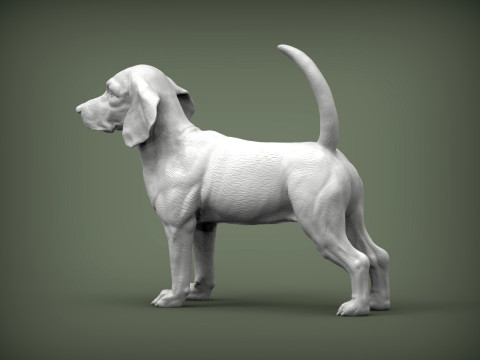 Beagle dog 3D 打印模型