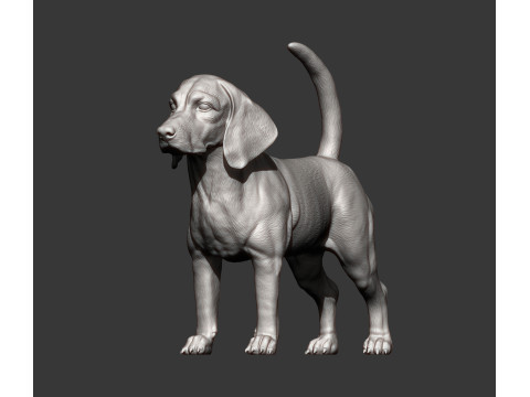 Beagle dog 3D 打印模型