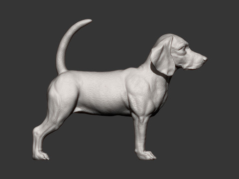 Beagle dog 3D 打印模型