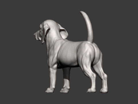 Beagle dog 3D 打印模型