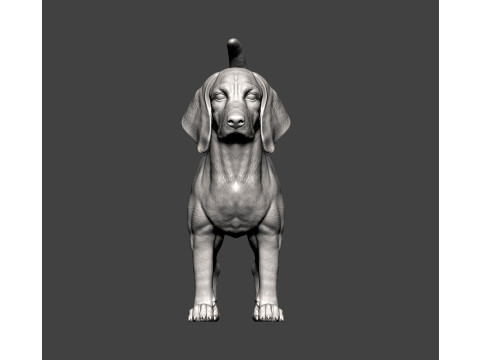 Beagle dog 3D 打印模型