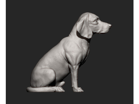 Beagle bust 3D Baskı Modeli