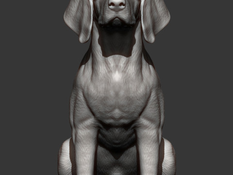 Beagle bust 3D Baskı Modeli