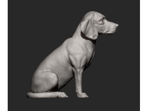 Beagle bust 3D Baskı Modeli