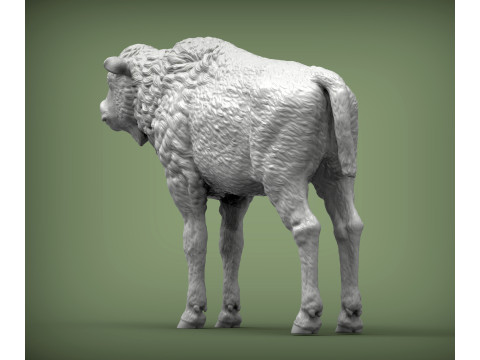 Bison calf 3D-printmodel