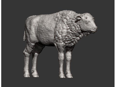Bison calf 3D-printmodel