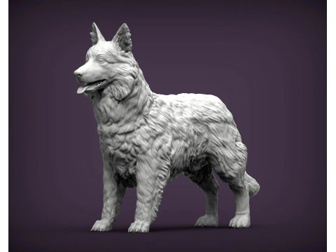 Border Collie 3D Print Model