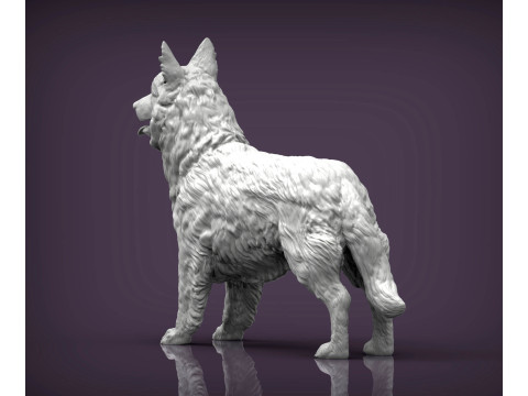Border Collie Modelo de Impressão 3D