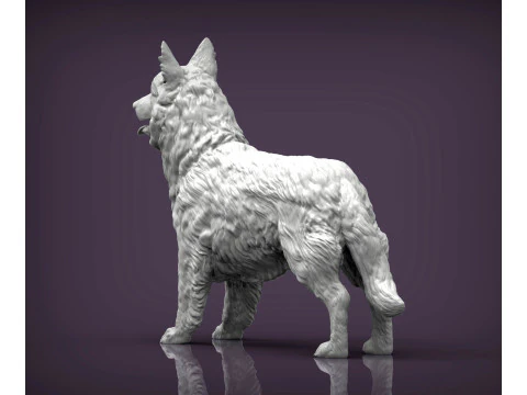 Border Collie 3D Print Model