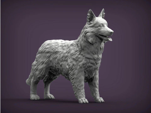 Border Collie 3D Print Model