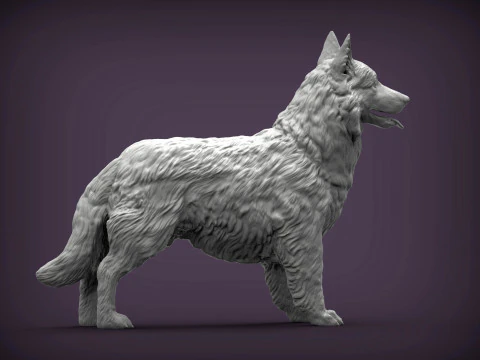 Border Collie 3D Print Model